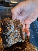 Dairy cow isopods, Dieren en Toebehoren, Overige soorten