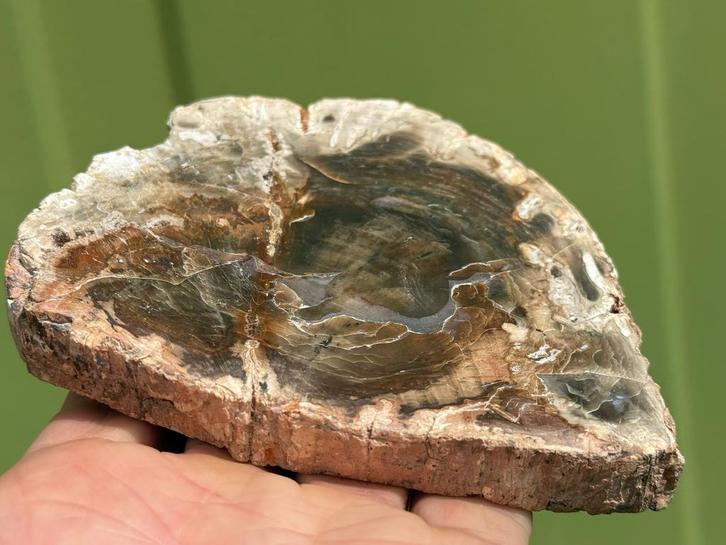 Versteend hout schijf plak dubbel gepolijst mineralen 1, Verzamelen, Mineralen en Fossielen, Mineraal, Ophalen of Verzenden