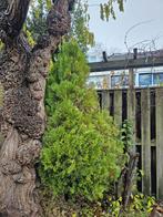 GRATIS Thuja Smaragd - Conifeer, Tuin en Terras, Volle zon, Vaste plant, Bloeit niet, Ophalen