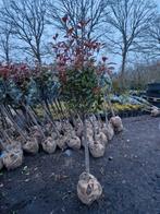 Photinia Fraseri 'Red Robin' Stam - Dikstammig 2 voor 100€, Tuin en Terras, Planten | Bomen, Lente, 100 tot 250 cm, Volle zon