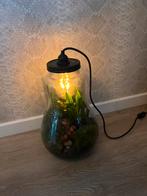 Plant met verlichting., Ophalen of Verzenden, Overige soorten, Volle zon