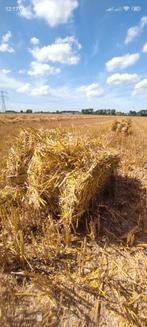 Baaltjes stro, Dieren en Toebehoren, Dierenvoeding, Ophalen of Verzenden