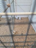 Vedervoetige ijsduiven, Meerdere dieren, Overige soorten