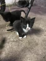 Lieve schattige boerderijkittens, Meerdere dieren, Kortharig, 0 tot 2 jaar