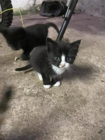 Lieve schattige boerderijkittens beschikbaar voor biedingen
