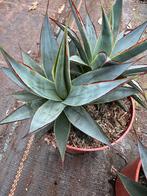 Agave koko, Tuin en Terras, Planten | Tuinplanten, Ophalen of Verzenden, Bloeit niet, Overige soorten, Volle zon