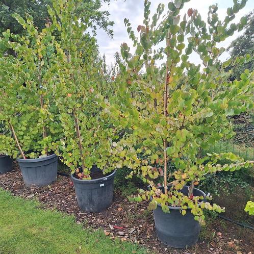 Hartjesboom, Tuin en Terras, Planten | Bomen, Ophalen