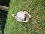Schitterende choco/ witte Boomer, Dieren en Toebehoren, Honden | Chihuahua's en Gezelschapshonden, Nederland, 15 weken tot 1 jaar