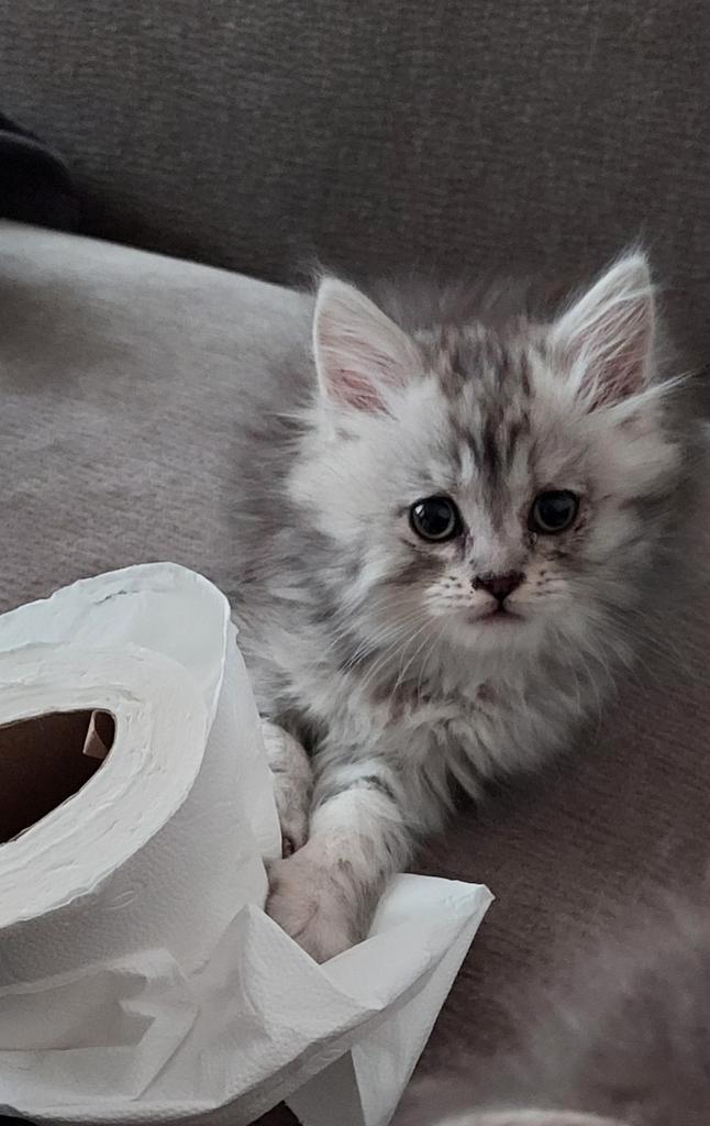 3 mooie kittens x main coon Britse lang haar, Dieren en Toebehoren, Katten en Kittens | Raskatten | Langhaar, Meerdere dieren