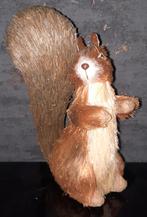 Eekhoorn 20 tot 25 cm (ALLEEN OPHALEN), Ophalen