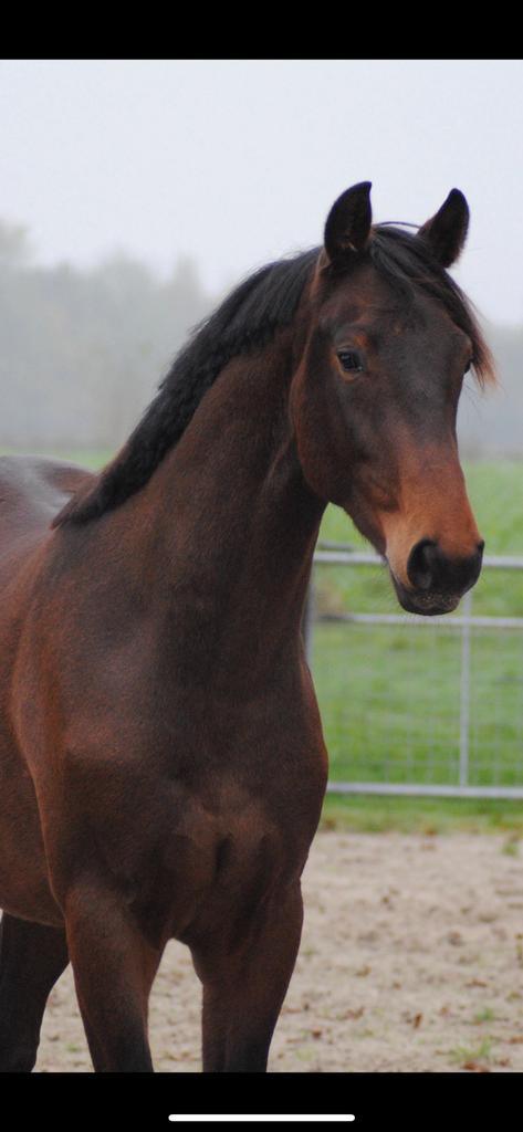 Prachtige Glamourdale ruin, Dieren en Toebehoren, Paarden, Ruin, Dressuurpaard