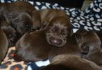 Labrador Drentsche Patrijshond  pups geteste ouders stamboom, Particulier, Meerdere, 8 tot 15 weken, Meerdere dieren