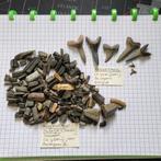 Fossiele haaientanden en roggentanden Balegem Eoceen, Verzamelen, Mineralen en Fossielen, Ophalen of Verzenden, Fossiel