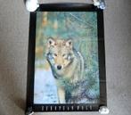 Vintage poster European Wolf wolvenposter fotoprint, Ophalen of Verzenden, A1 t/m A3, Dier of Natuur, Rechthoekig Staand
