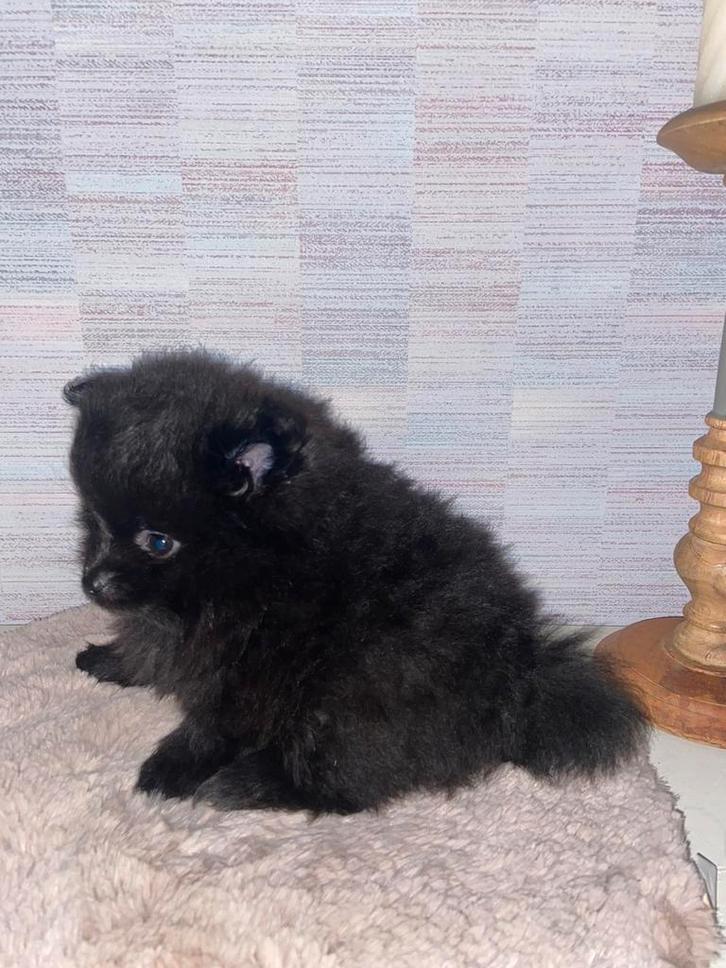 Lief zwart pomeriaan reutje, Dieren en Toebehoren, Honden | Poolhonden, Keeshonden en Oertypen, Reu, Keeshond, Particulier, Eén hond
