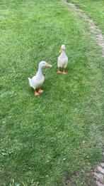 2 witte loopeenden 1 jaar oud, Dieren en Toebehoren, Mannelijk, Eend