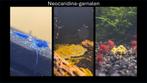 ☑️Diverse hobbykweek Neocaridina-garnalen Verzenden/afhalen, Kreeft, Krab of Garnaal, Zoetwatervis, Schoolvis