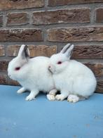 Dwergkonijnen / Kleurdwergen, Dieren en Toebehoren, Meerdere dieren, Dwerg