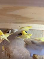 gele kanaris, Meerdere dieren