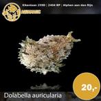 zeehaas, Dieren en Toebehoren, Slak of Weekdier, Zoutwatervis