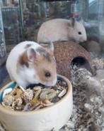 Goudhamsters en dwerghamsters, leuke kooien en meer., Dieren en Toebehoren, Knaagdieren, Hamster, Meerdere dieren, Tam, September