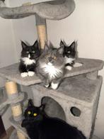 Main coon kittens, Dieren en Toebehoren, Katten en Kittens | Raskatten | Langhaar, Meerdere dieren, Gechipt, 0 tot 2 jaar