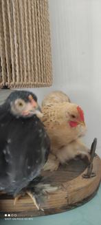 Mijn 2 super tamme cochin kuikens , hen en haan 11 weken, Mannelijk, Kip