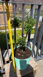 Japanse hulst 60cm hoog ‘kinme’ bonsai vorm, Tuin en Terras, Planten | Bomen, Ophalen, In pot, Halfschaduw, Minder dan 100 cm