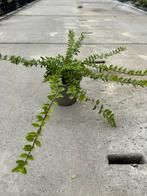 Lonicera nitida 'Maigrün' - Sierheester, Tuin en Terras, Bloeit niet, Overige soorten, Minder dan 100 cm, Ophalen