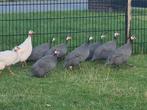 Prachtige Parelhoenders, Dieren en Toebehoren, Meerdere dieren, Overige soorten