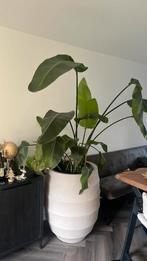 Kamerplant strelitzia bananenplant, Ophalen, Halfschaduw