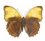 Vlinder, Vlinders of Rupsen