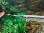 💥 Longnose Gar - Snoek, Vis