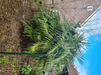 Palmboom, Tuin en Terras, Planten | Bomen, Volle zon, Ophalen, Palmboom, 100 tot 250 cm