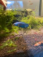 Alien Blue Betta - man, Dieren en Toebehoren, Vissen | Aquariumvissen, Vis, Zoetwatervis