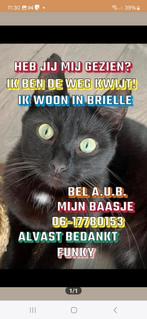 Vermist brielle " FUNKY", Dieren en Toebehoren