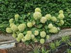 Hortentia annabella, Tuin en Terras, Planten | Tuinplanten, Ophalen, Zomer, Volle zon