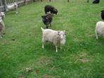witte Ouessantschaap ram van 2025, Dieren en Toebehoren, Schapen, Geiten en Varkens, Mannelijk, Schaap, 0 tot 2 jaar