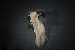 barbary sheep manenschaap taxidermy opgezette, Ophalen, Gebruikt, Hert, Gewei of Kop