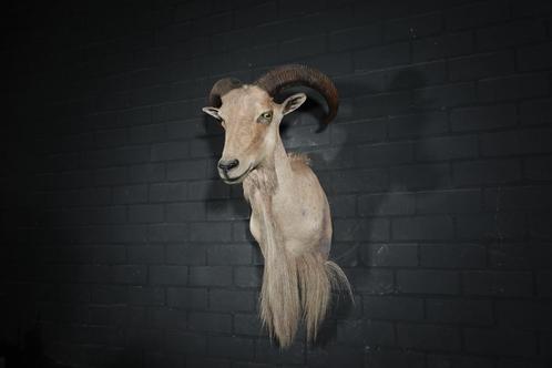 barbary sheep manenschaap taxidermy opgezette, Verzamelen, Dierenverzamelingen, Gebruikt, Gewei of Kop, Hert, Ophalen