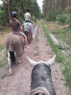 Pony te koop of verplaatsbare lease, Ophalen, Nieuw