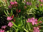 oleander, Volle zon, Vaste plant, Zomer, Ophalen