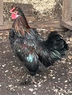 Black Copper Marans, Dieren en Toebehoren, Mannelijk, Kip