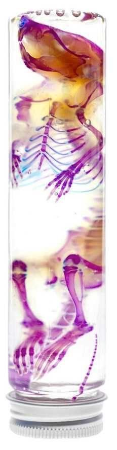 Gediaphoniseerde Rat