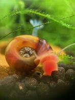 Gratis posthoornslakken, Dieren en Toebehoren, Slak of Weekdier, Zoetwatervis