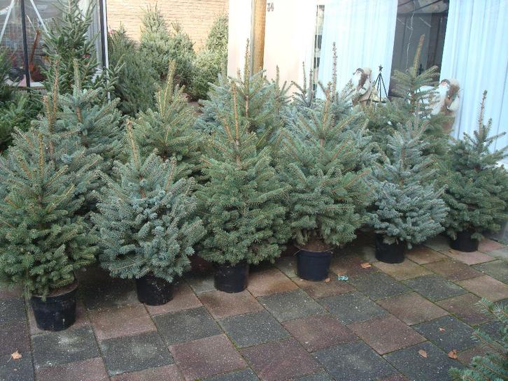 Kerstbomen Pungens glauca/blauwspar 30-110 cm in Pot.€. 7,50, Tuin en Terras, Planten | Bomen, Overige soorten, Minder dan 100 cm