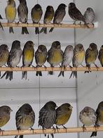 Meerdere kleurkanaries., Meerdere dieren, Kleurkanarie