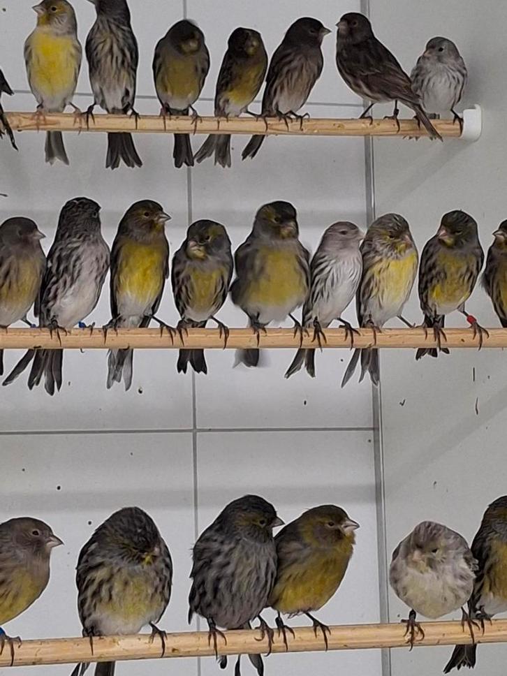 Meerdere kleurkanaries., Dieren en Toebehoren, Vogels | Kanaries, Kleurkanarie, Meerdere dieren