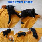 ​Laatste 5 Pracht-Pups! | Staff Malinois | Nu Slechts €650,-, Meerdere, Meerdere dieren, Nederland, Fokker | Hobbymatig