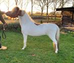 Te koop, hengst, NMPRS, BMP, minipaard, pony, miniatuurpaard, Dieren en Toebehoren, Hengst